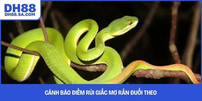 Cảnh báo điềm rủi giấc mơ rắn đuổi theo